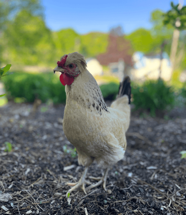 A light-colored chicken walks through a garden.