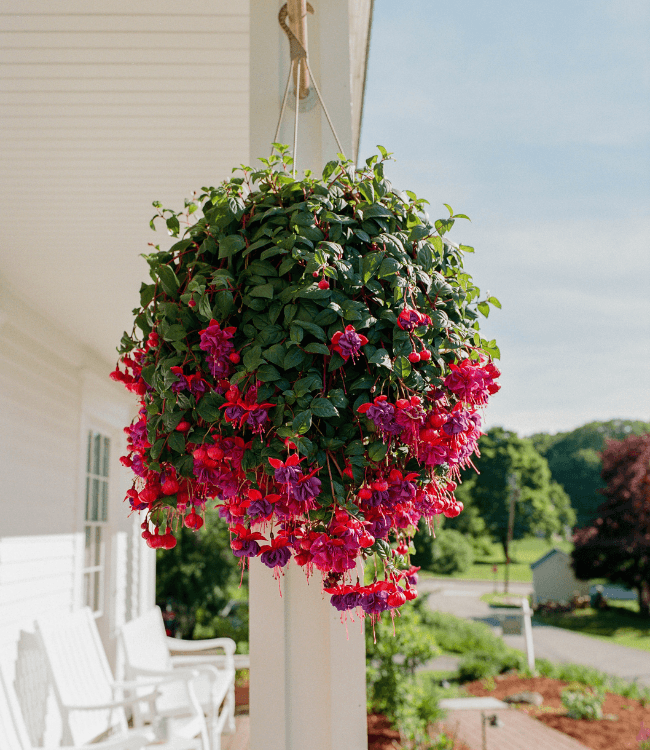 A vibrant hanging basket of fuchsia flowers is displayed on a porch.