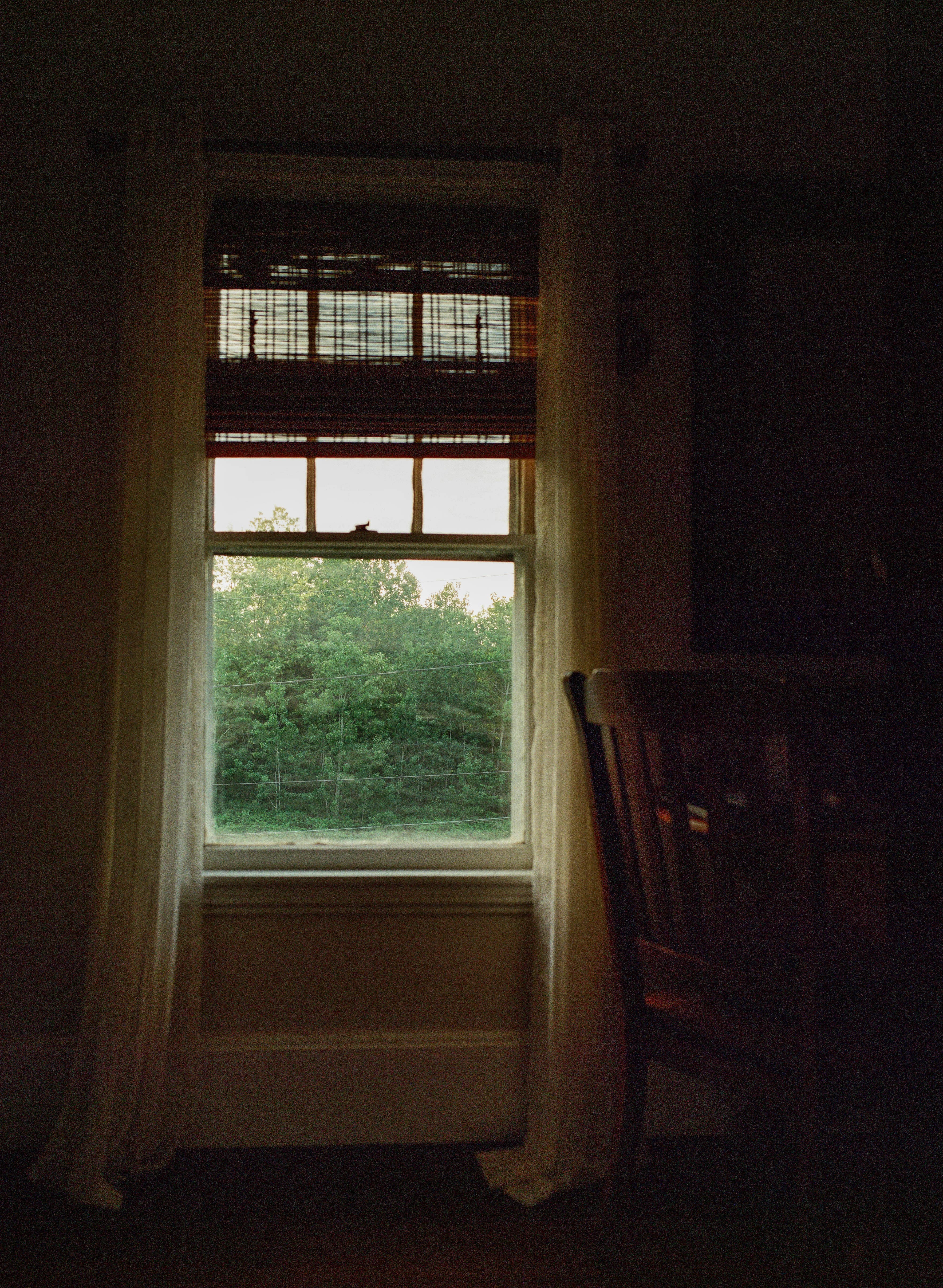 Interior view of a window with sheer curtains, framing greenery outside.